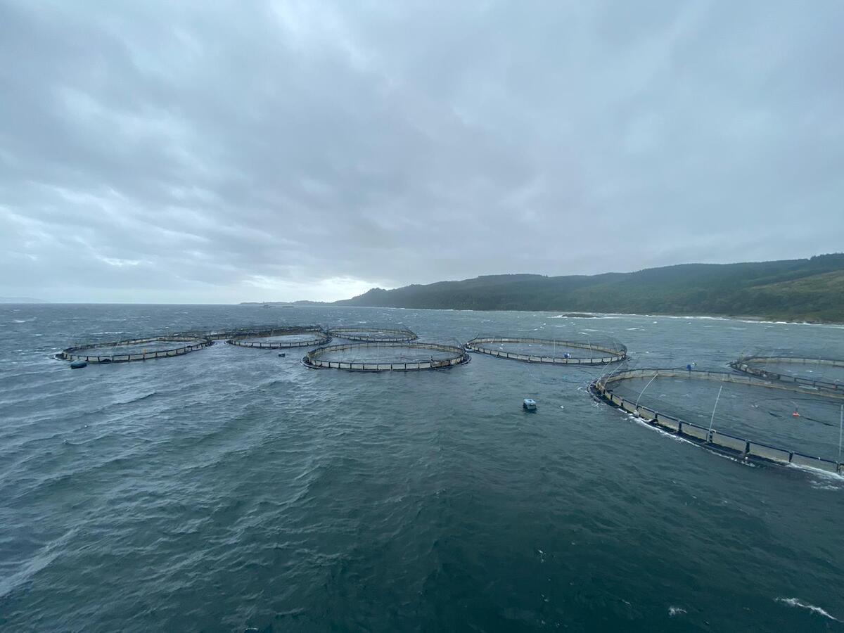 Farmed fish escape sees genetic impact study