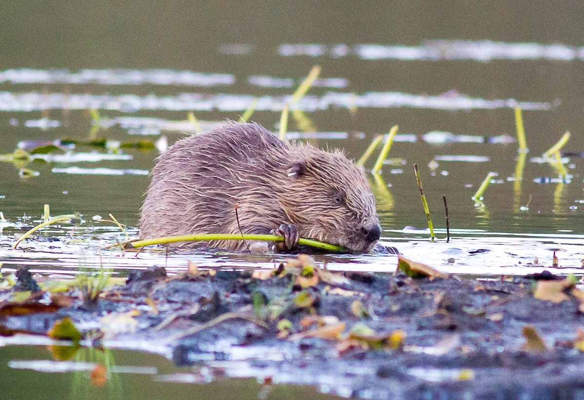 Knapdale beavers are 'beavering' away getting ready for the coldest months.