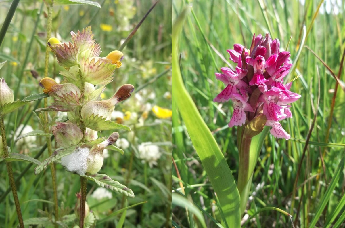 Parasitic plant an aid to verge management on Islay