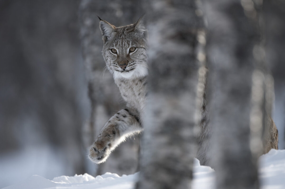 Lynx and beaver protection a big deal says alliance