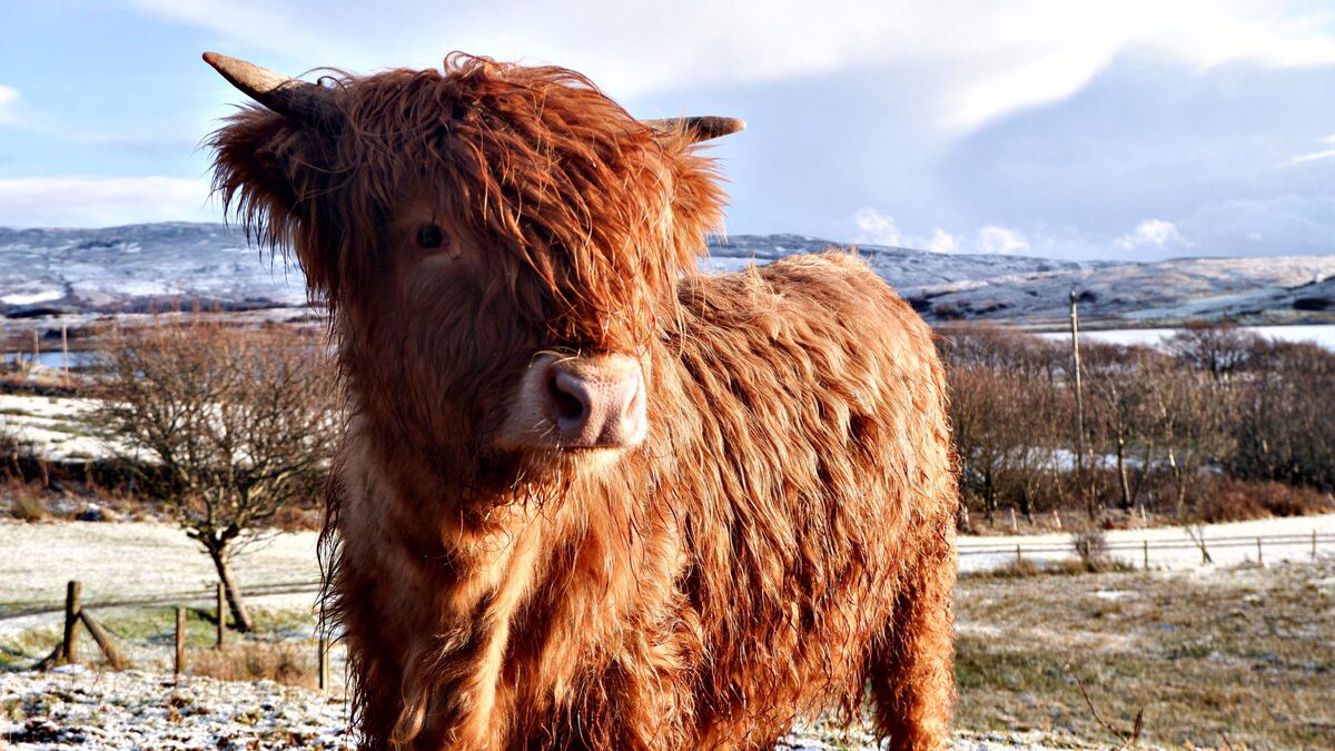 The Softer Crofter - Buckets of ginger mischief