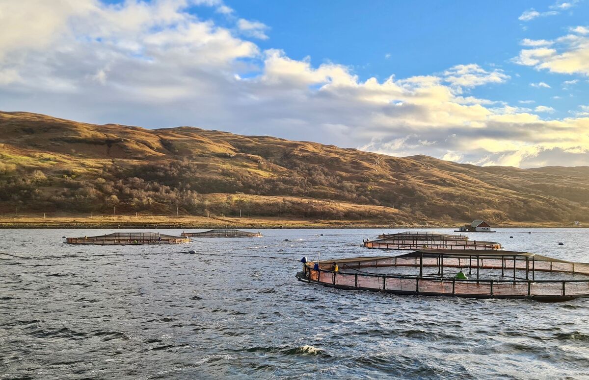 Mull salmon farm's 'fantastic' results