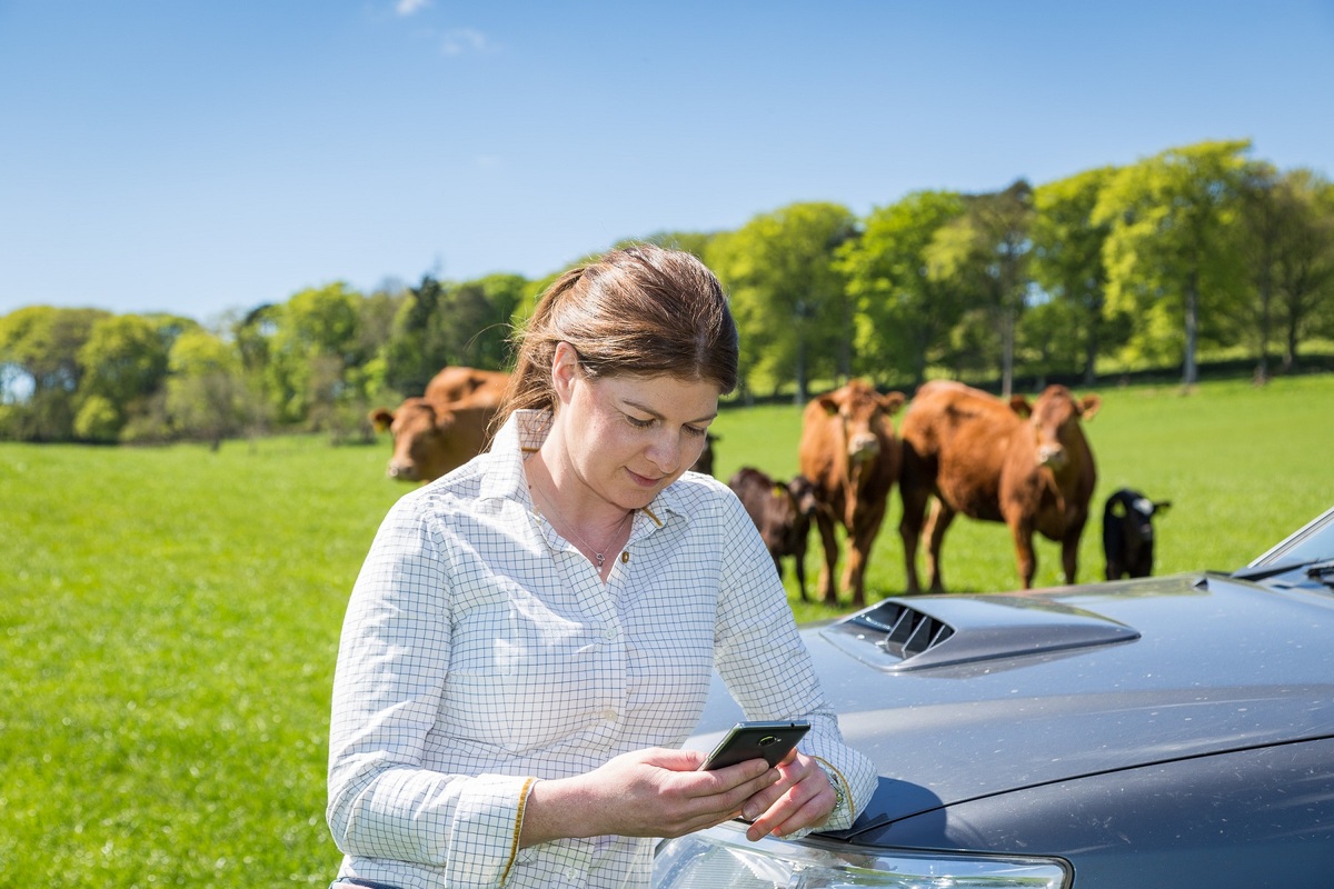 Cattle data from field to phone