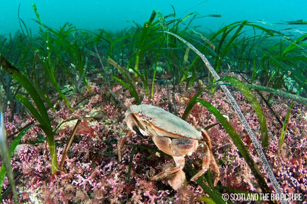 Candidates urged to champion Scotland’s seas