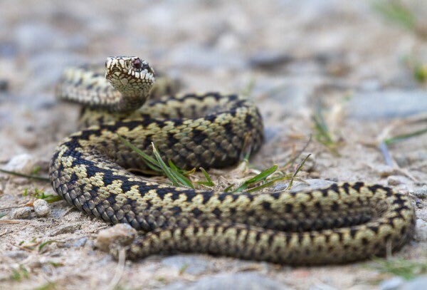 Police issue adder advice