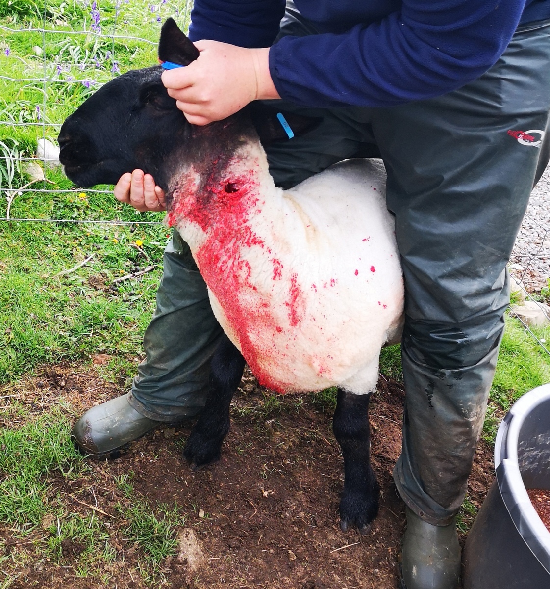 Dog attack on sheep could be a wolf