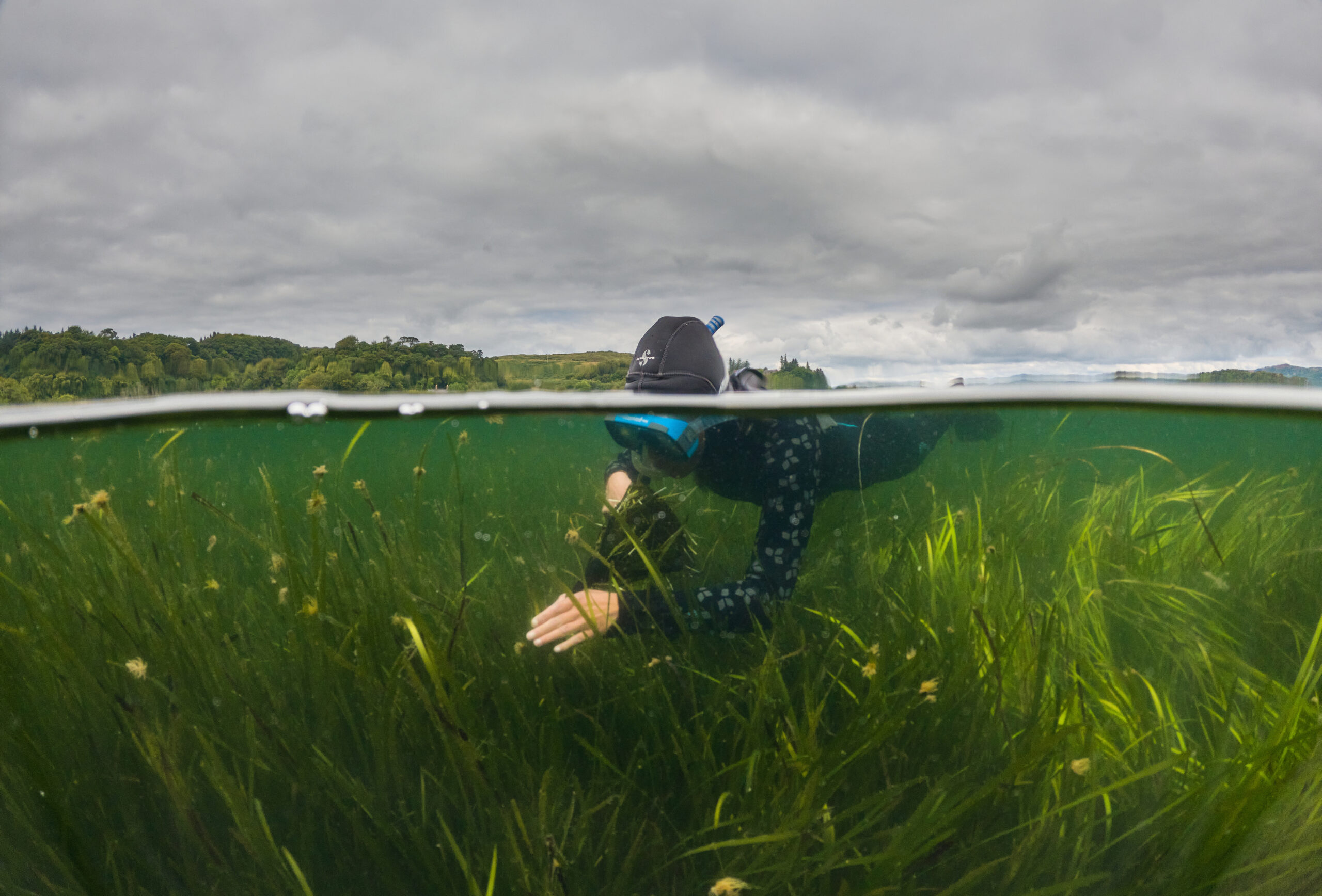 Planters rewild Loch Craignish with seagrass to help save planet