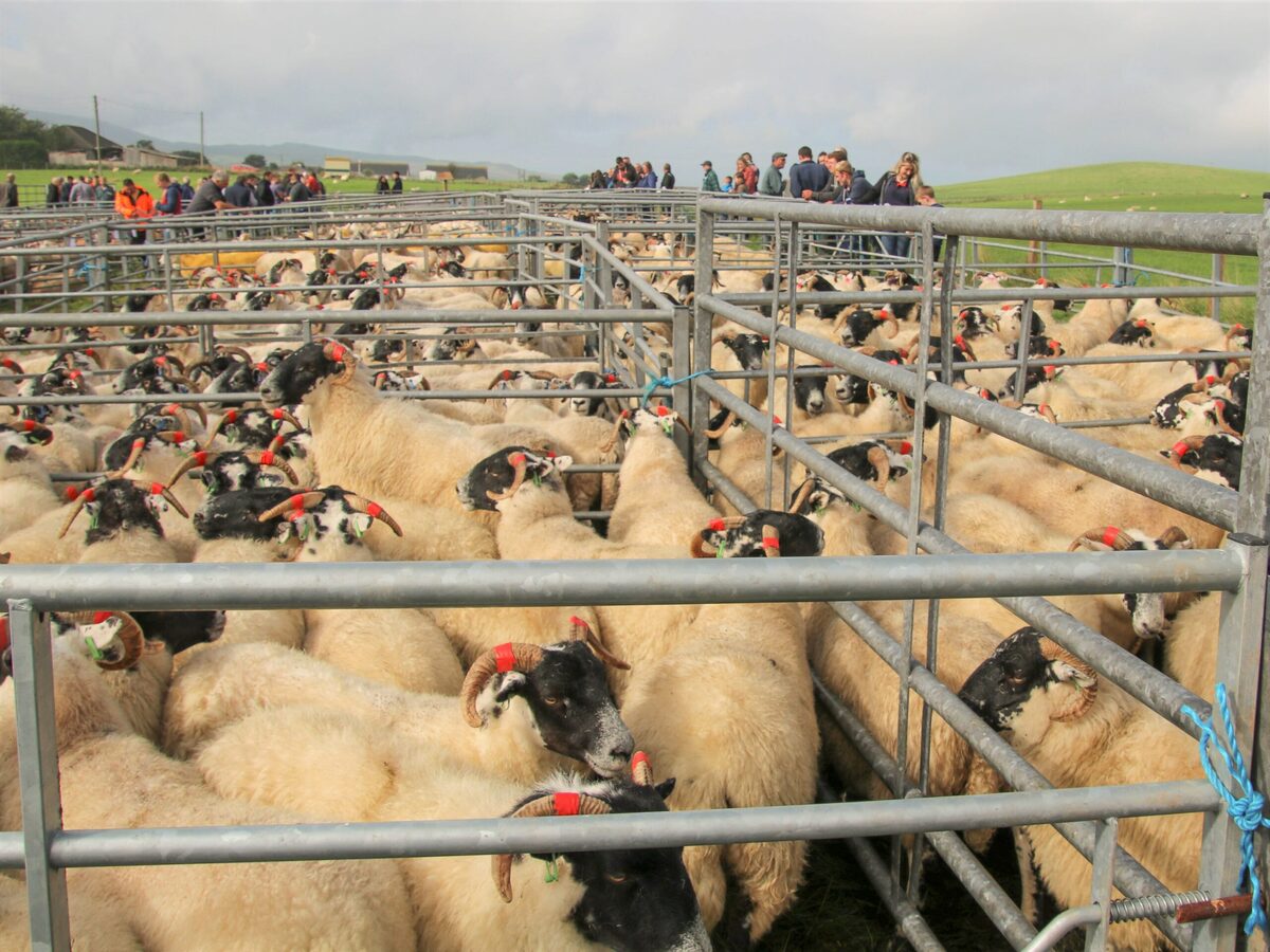 Kintyre sheep sale