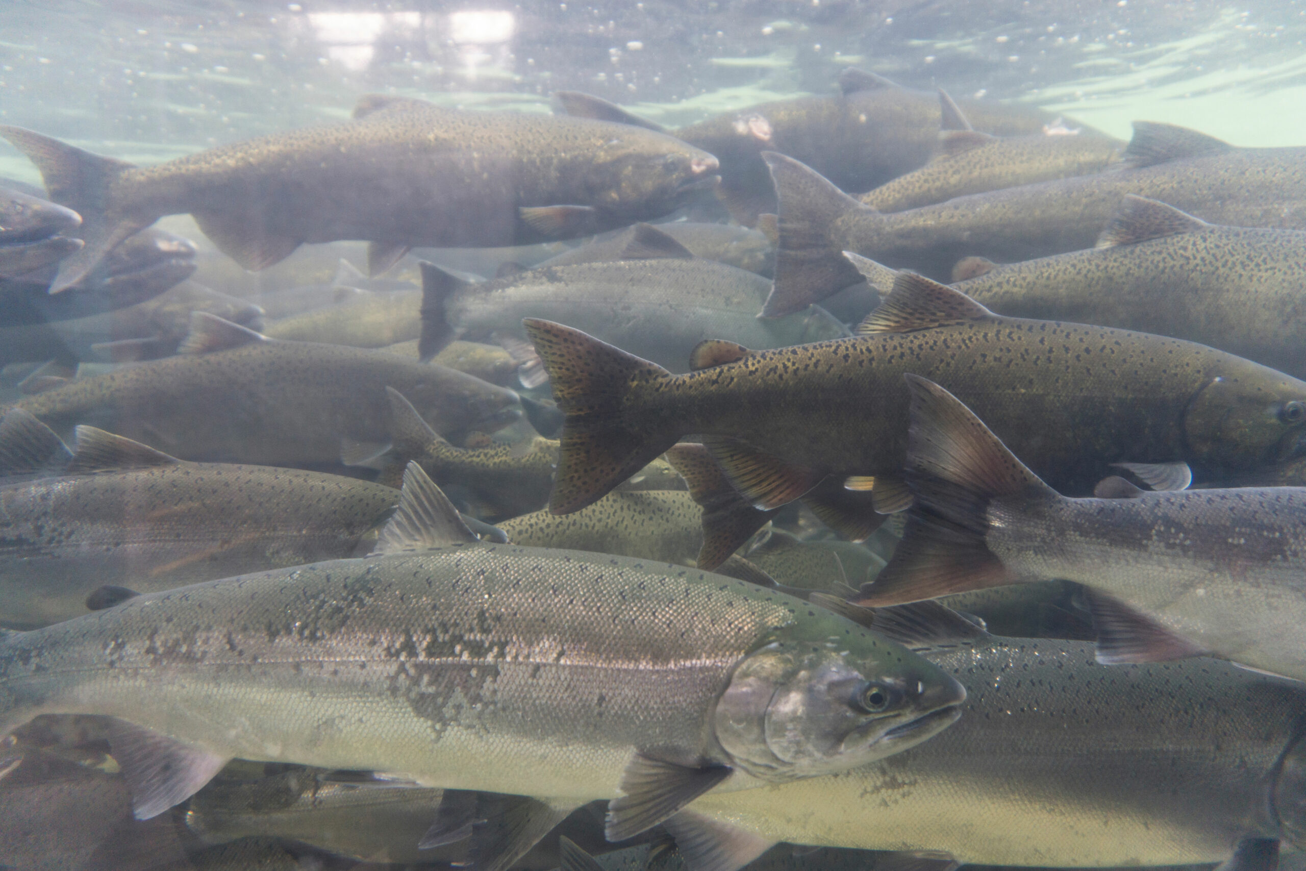Funding to support salmon recovery