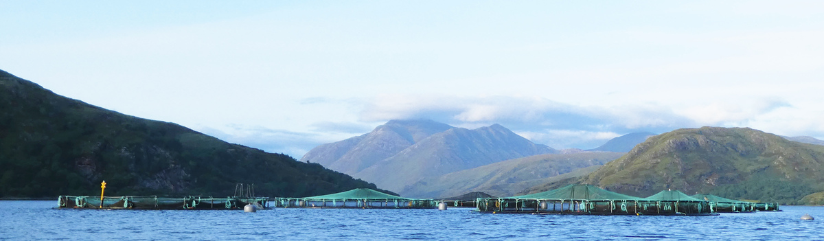 Mowi buys Loch Etive and Loch Awe fish farms