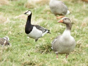 Crofters confront minister on 'severe damage' posed by geese