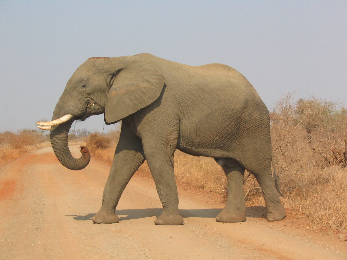 Science Matters - the elephant’s nose