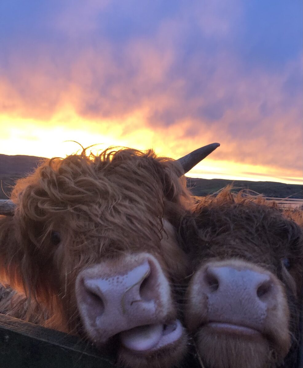 Crofting chaos as pigs dig for freedom