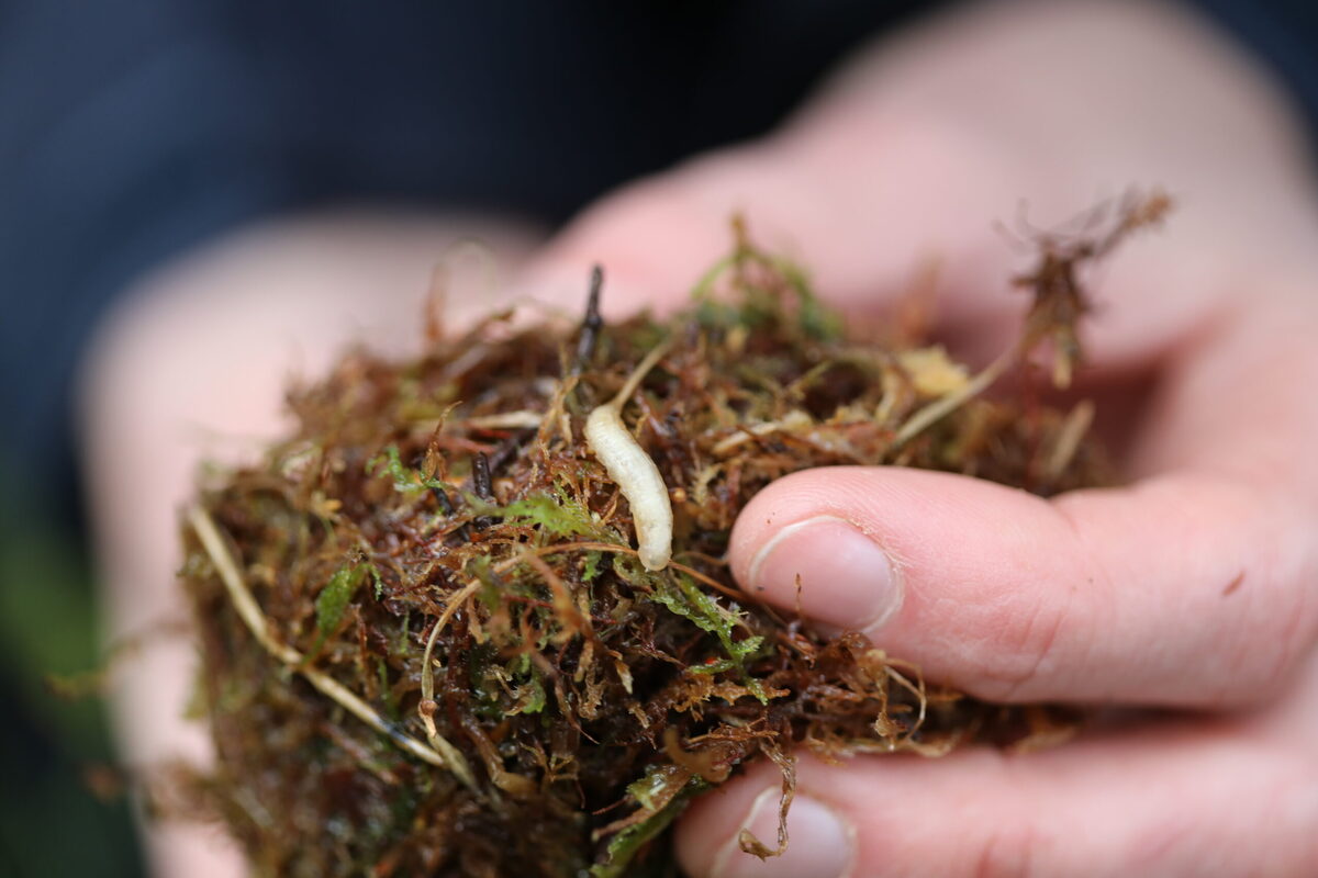 Rare insects released in the Highlands to boost population