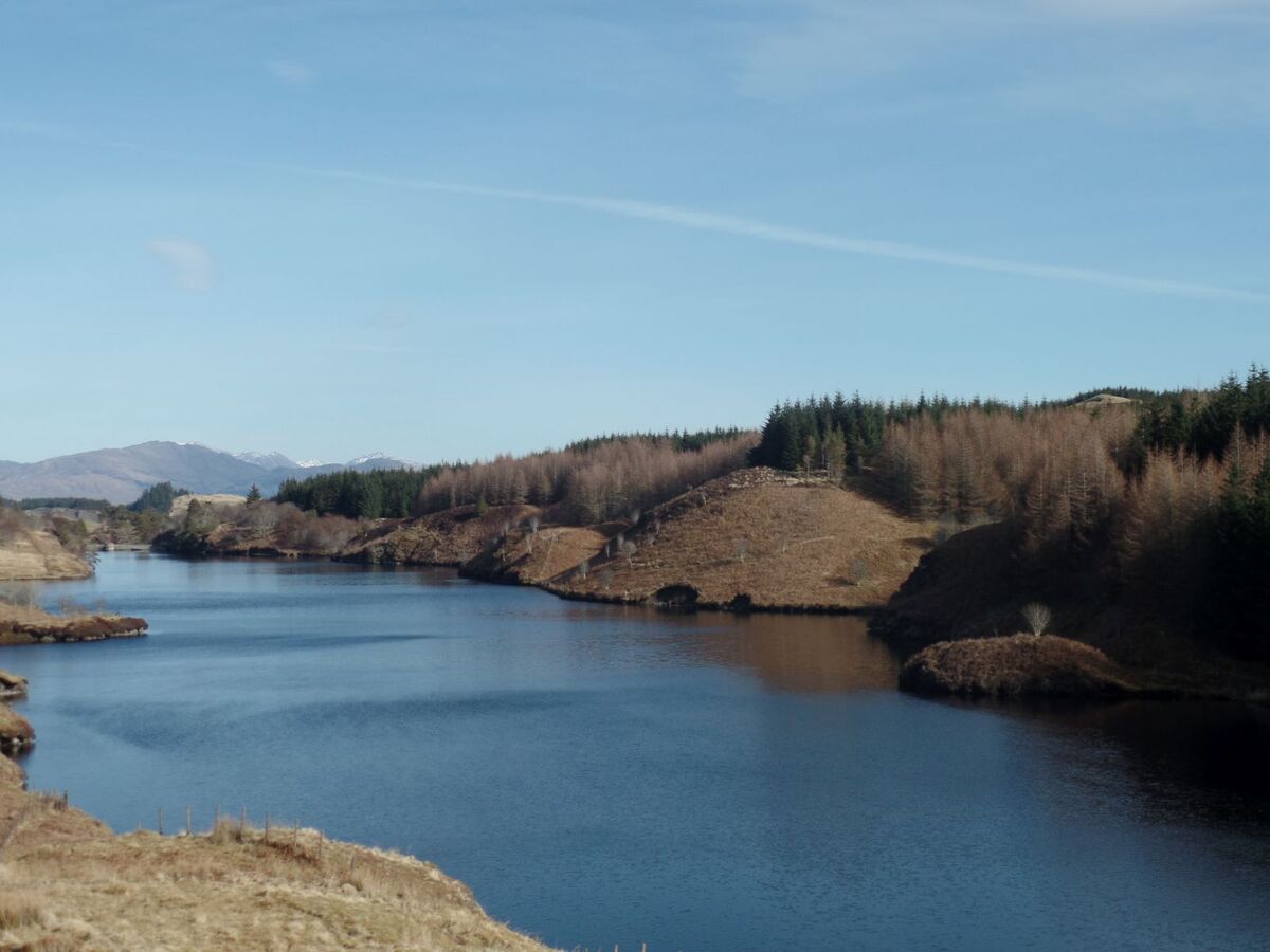 Deadly larch disease hits Oban forest