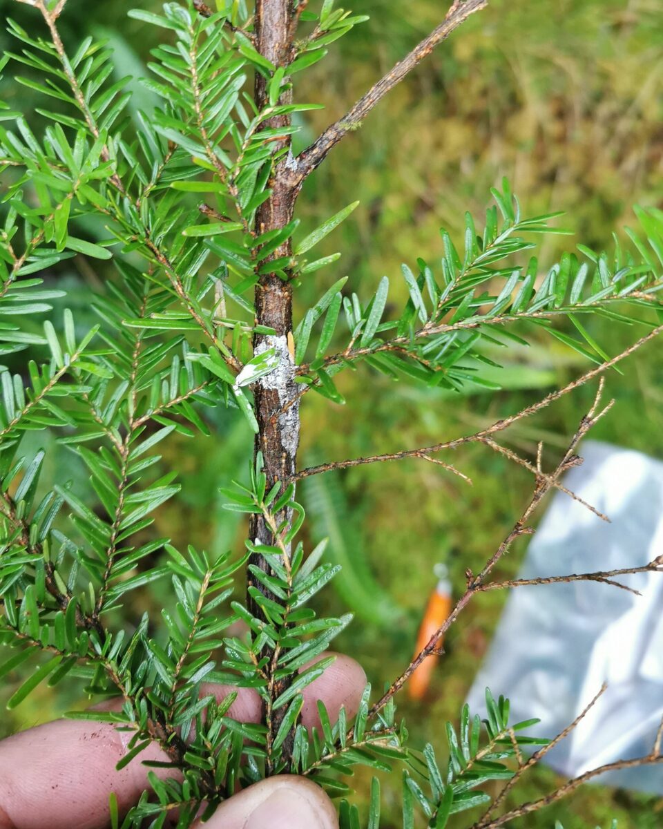 Timber movement north of Kyle restricted due to tree disease