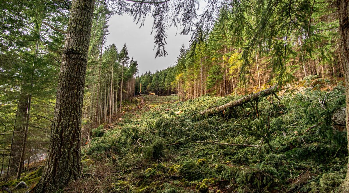 FLS says Great Glen felling programme more important than ever after Storm Arwen