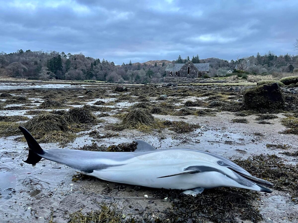 Scientists to investigate Loch Aline dolphin death