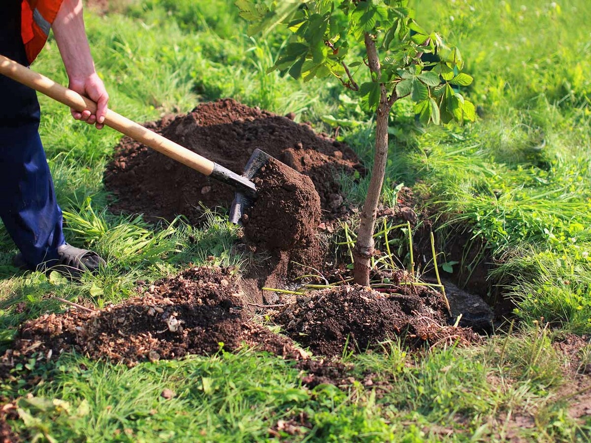 Tree's company: show your garden some love this month