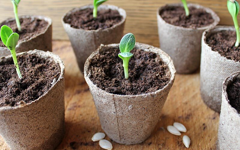 March gardening tips - it starts with a seed