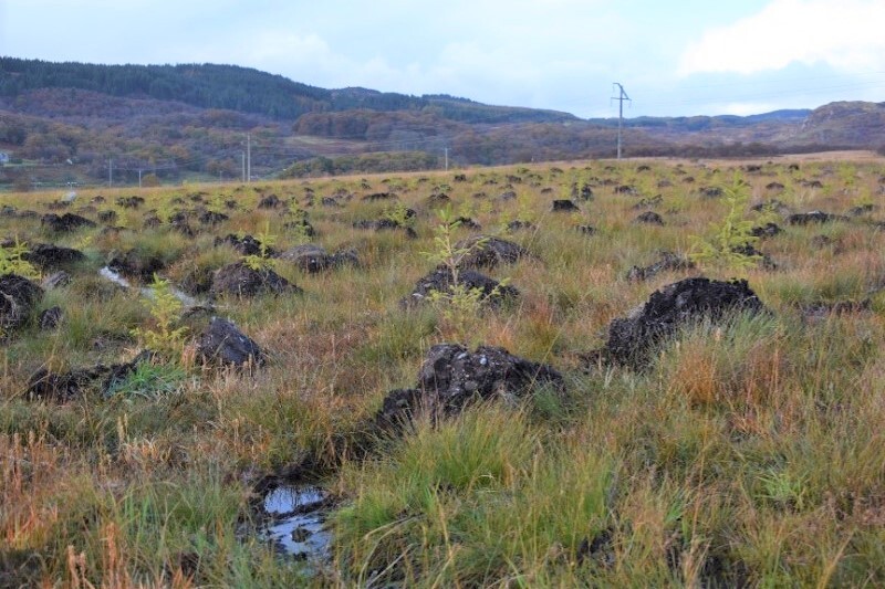 Argyll trees planted to offset emissions