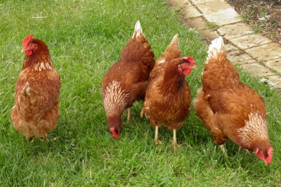 New legal requirements introduced following bird flu outbreak on Lewis