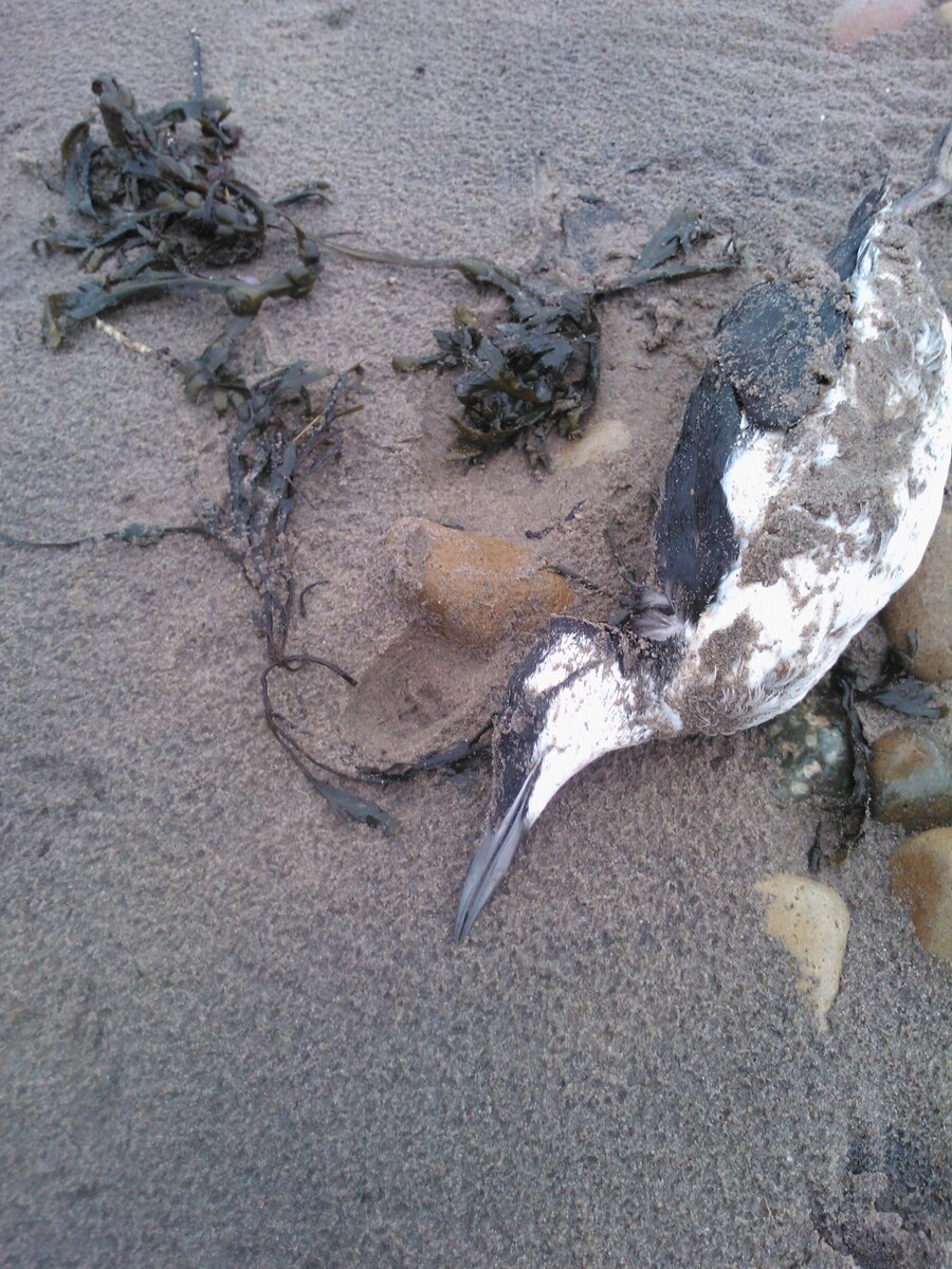 Birds on Arran escape the worst of the winter storms