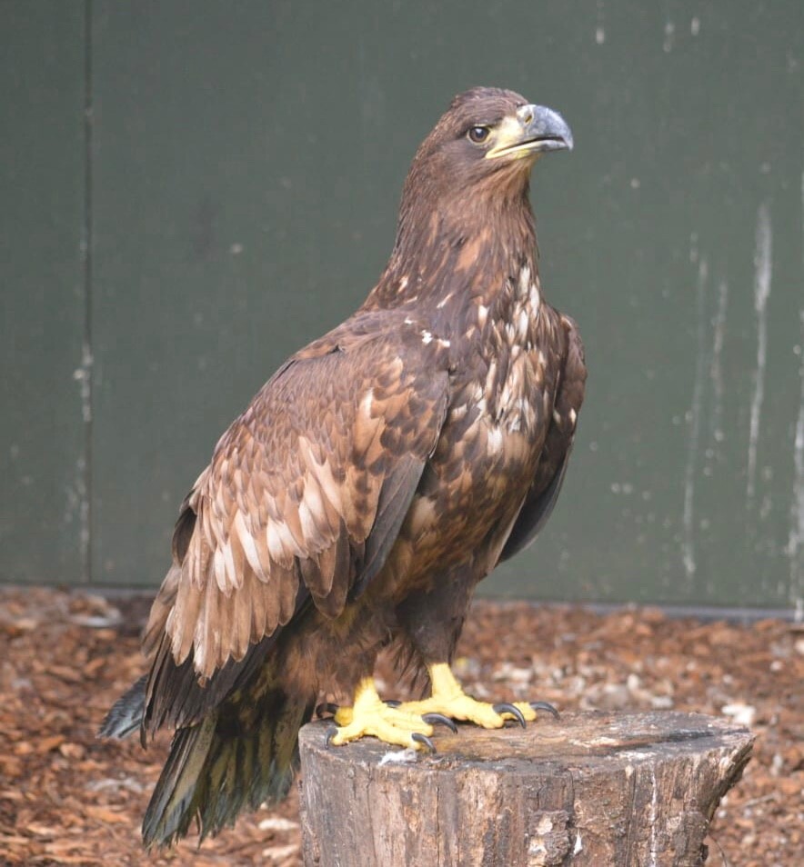 Rescued sea eagle now thriving on Rum says wildlife charity