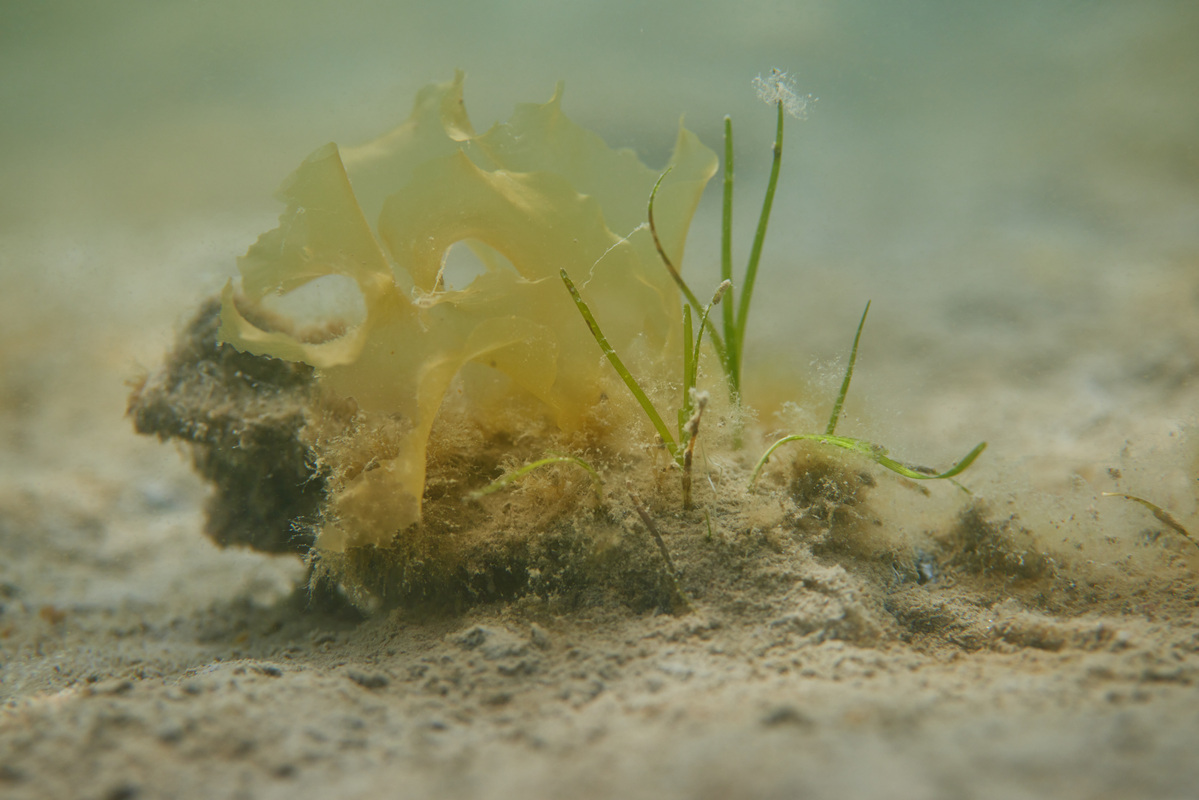 Green shoots of seagrass recovery at Craignish