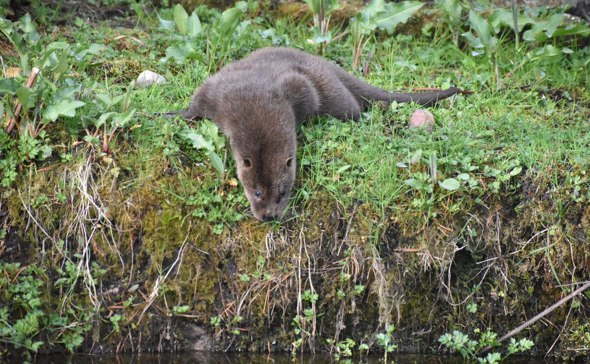 Skye charity in warning after island otter contracts avian flu