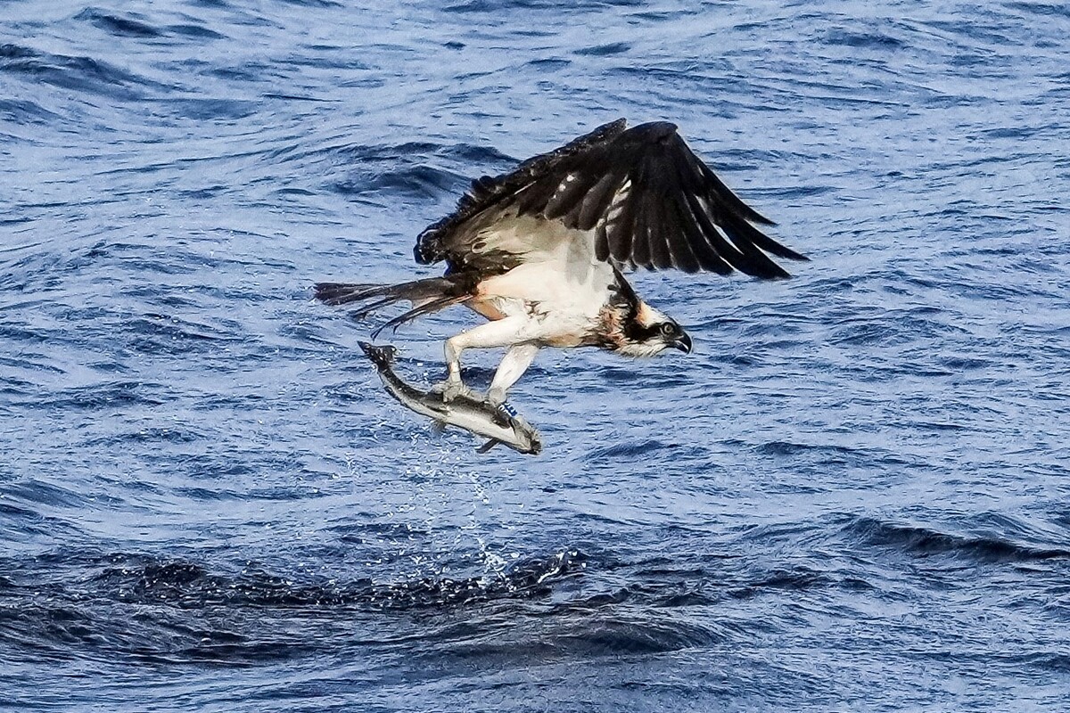 Lochaber osprey Doddie causes a flap for Shetland bird-watchers