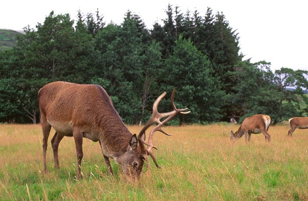 NatureScot defends NTS licence to kill in Glen Coe