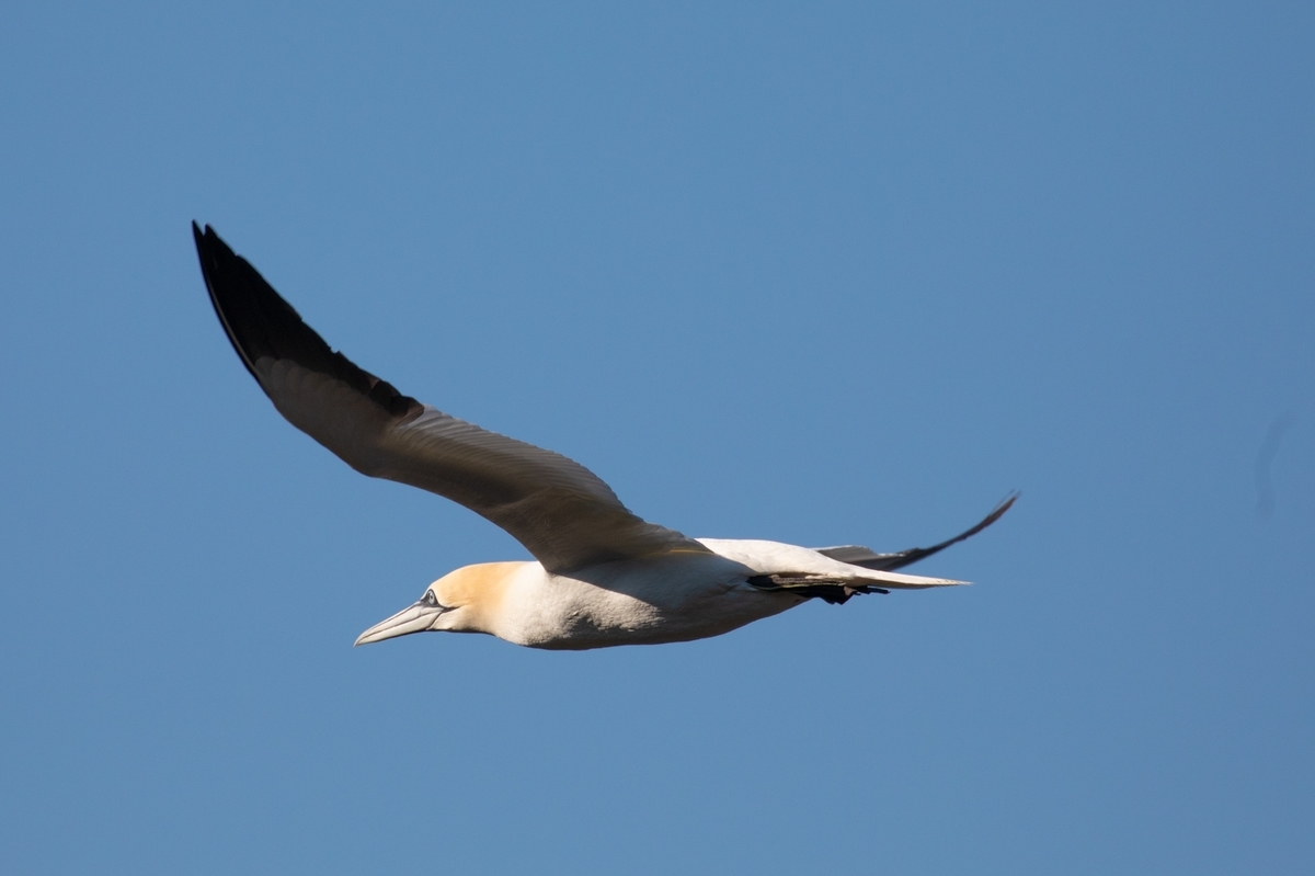 Fears avian flu could be on Mull