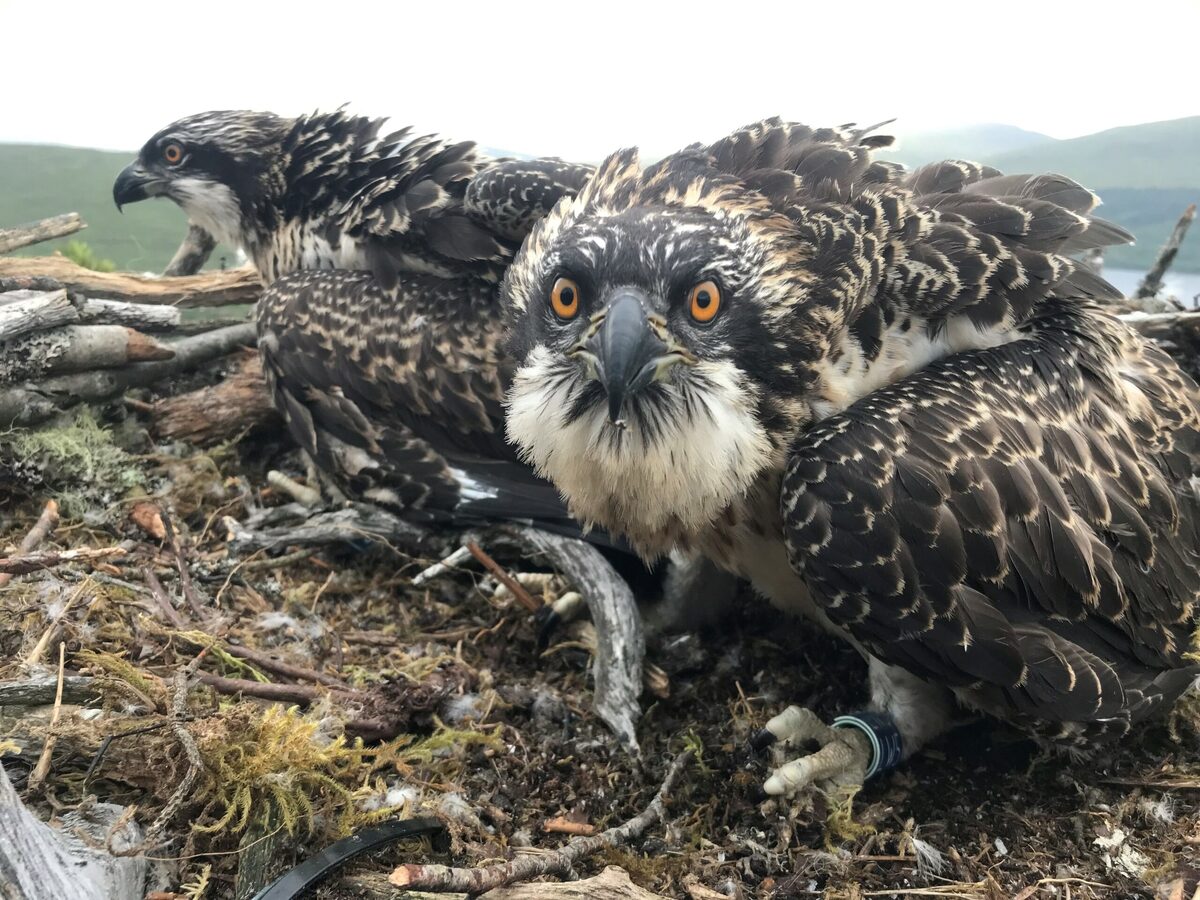 Meet Loch Arkaig's new osprey chicks Willow and Sarafina