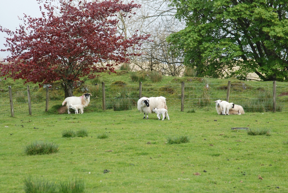 Appeal for witnesses to sheep-worrying attacks