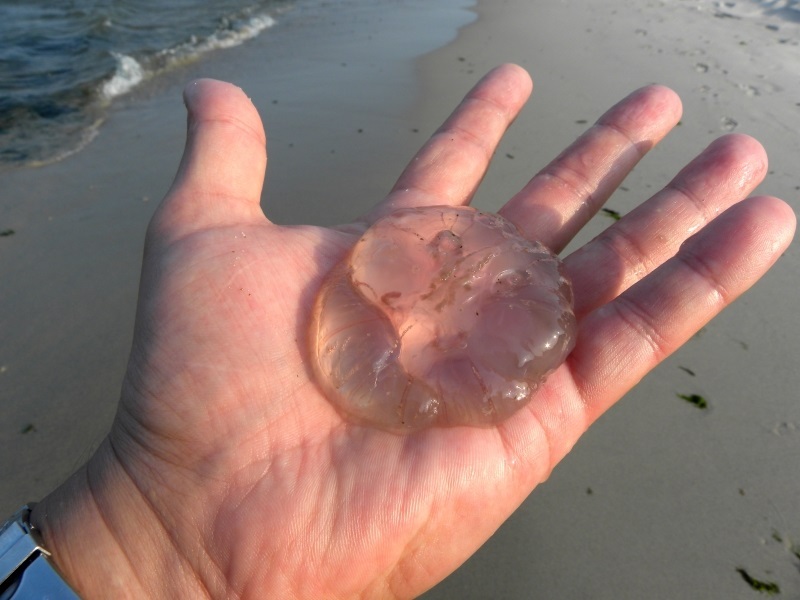 Give a little respect – advice to wild swimmers on encounters with jellyfish