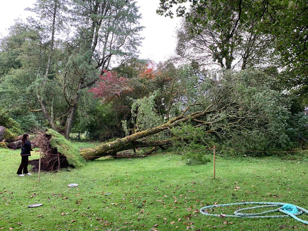 Dunollie appeal after storm fells oak