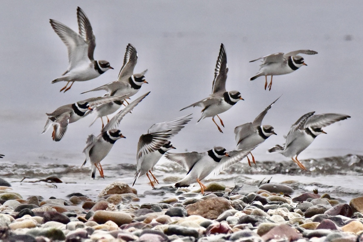 Birds flock together in preparation for migration