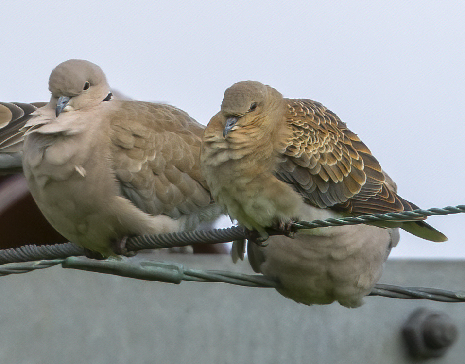 Christmas comes early as turtle dove visits Arran
