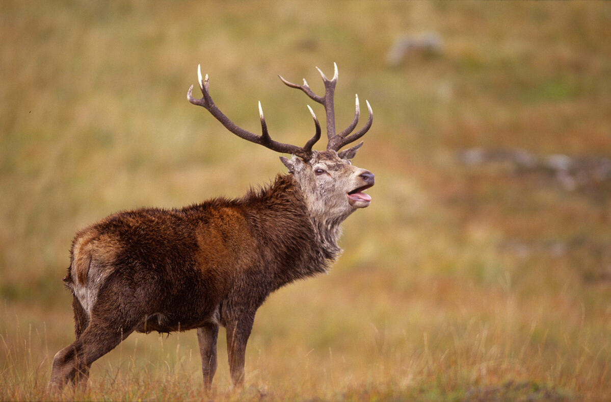 Isle of Rum's owners hit back at claims of deer mismanagement