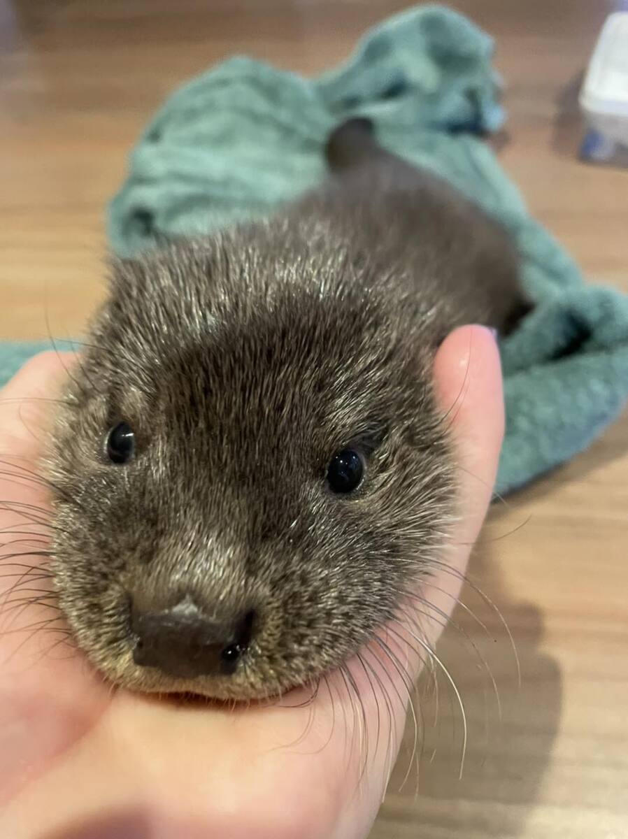 Rescued otter making recovery