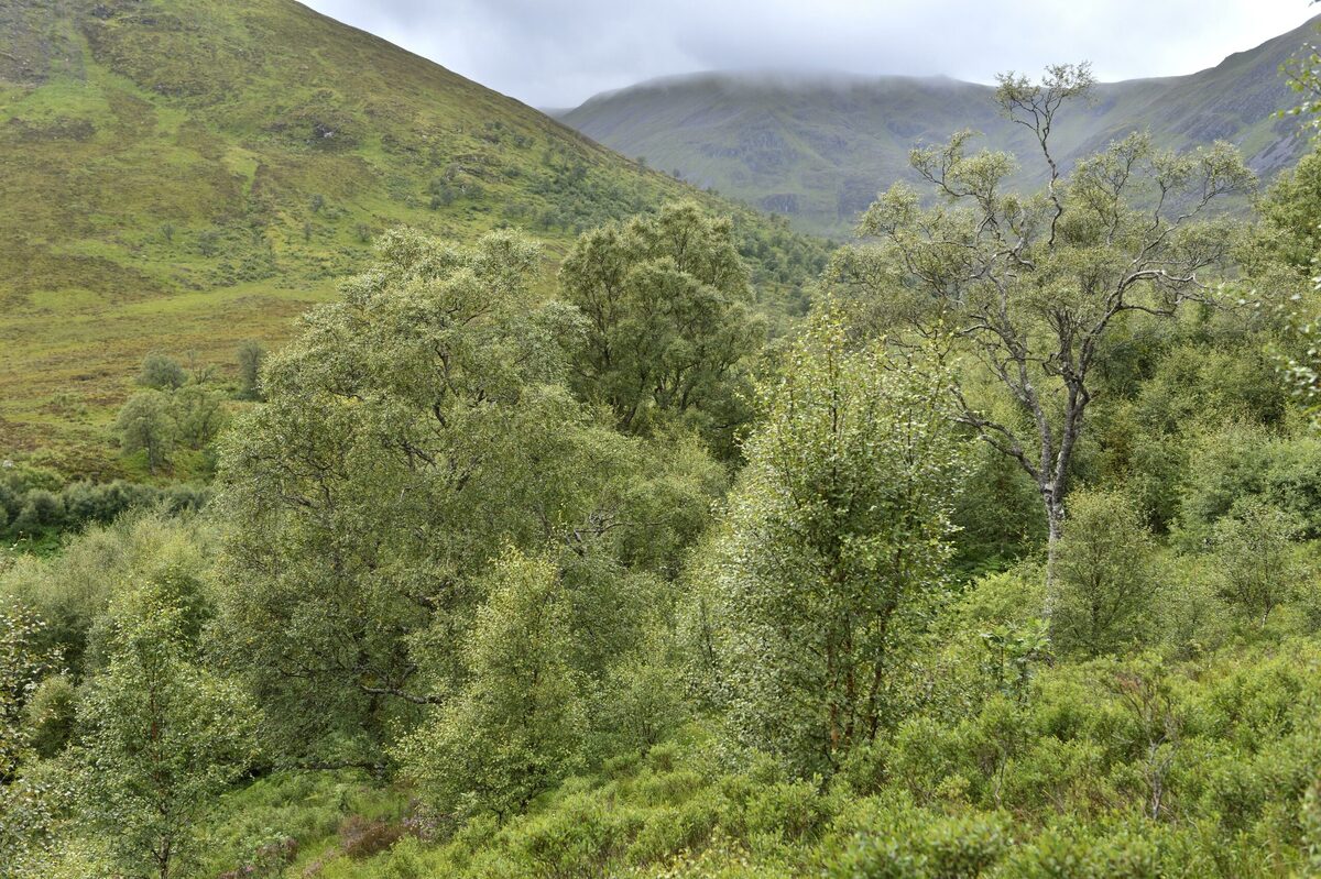 Nature restoration continues at Rum and Glen Spean reserves