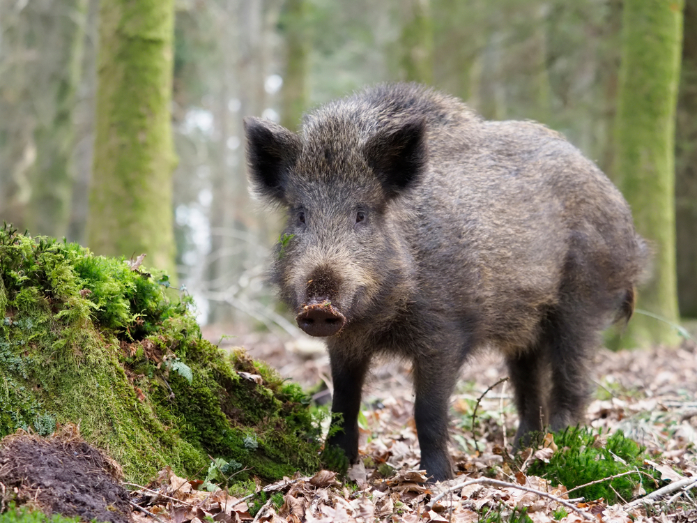 Feral pigs causing havoc in Glengarry