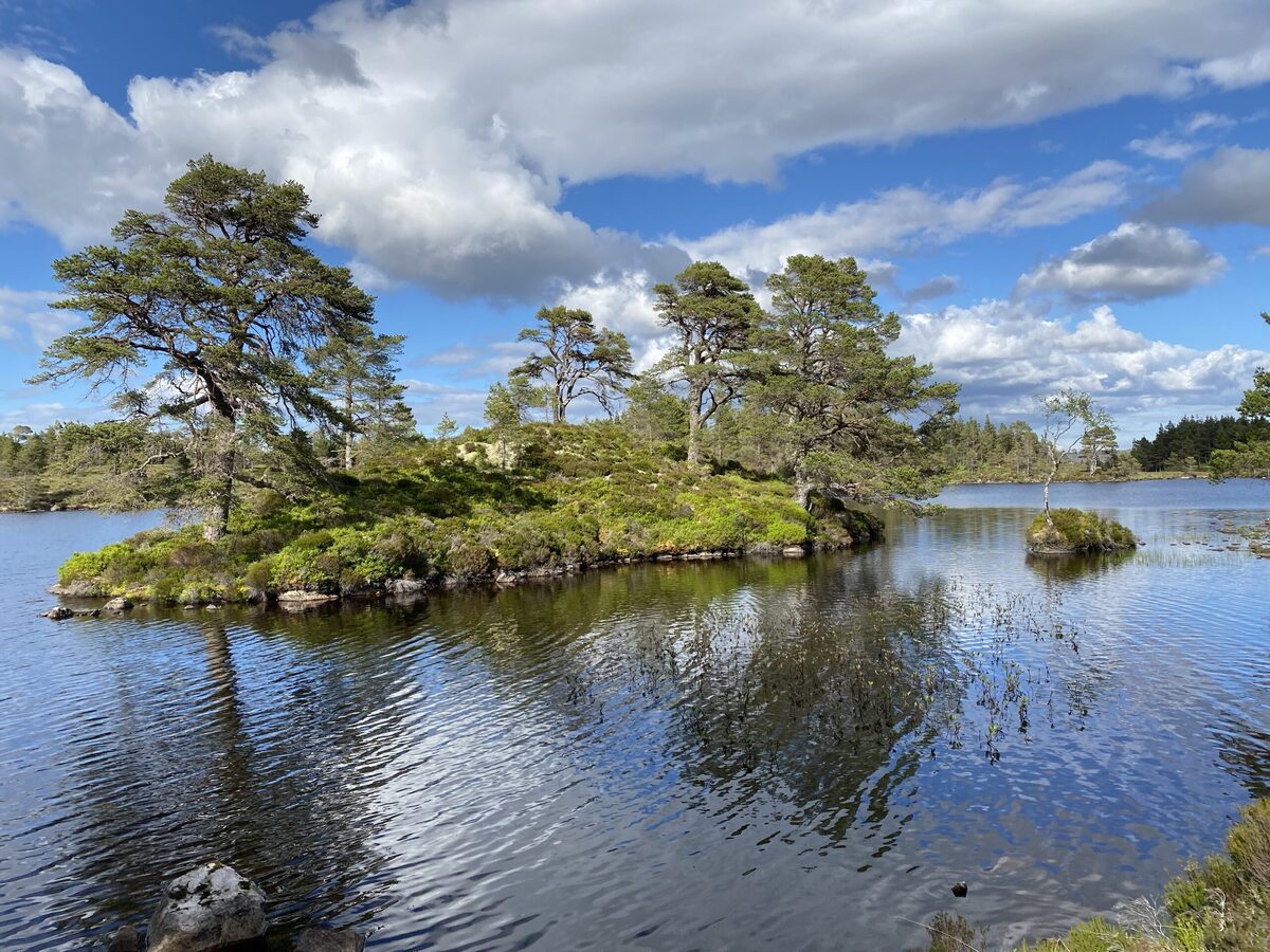 ‘Ice age’ pinewoods on knife-edge, says study