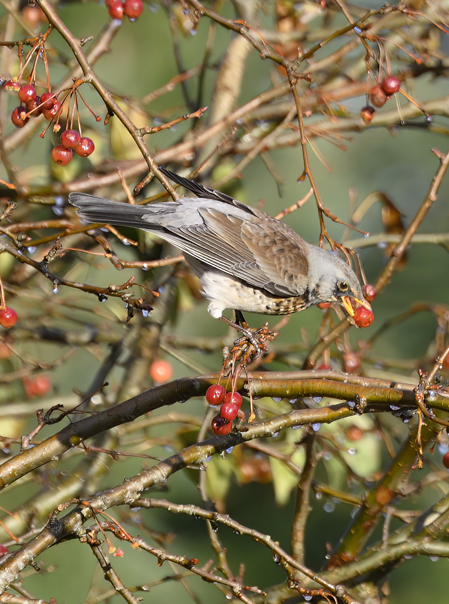 February bird sightings show signs of approaching spring