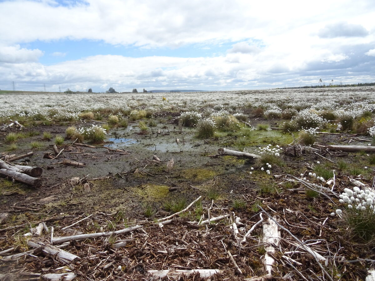 Call goes out for people to develop peatland restoration skills