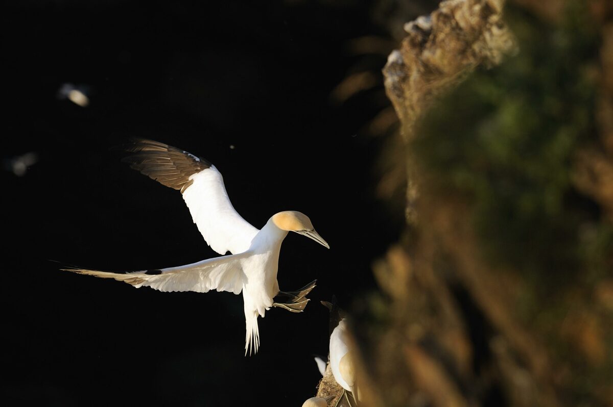 Agencies brace for bird flu as seabirds return