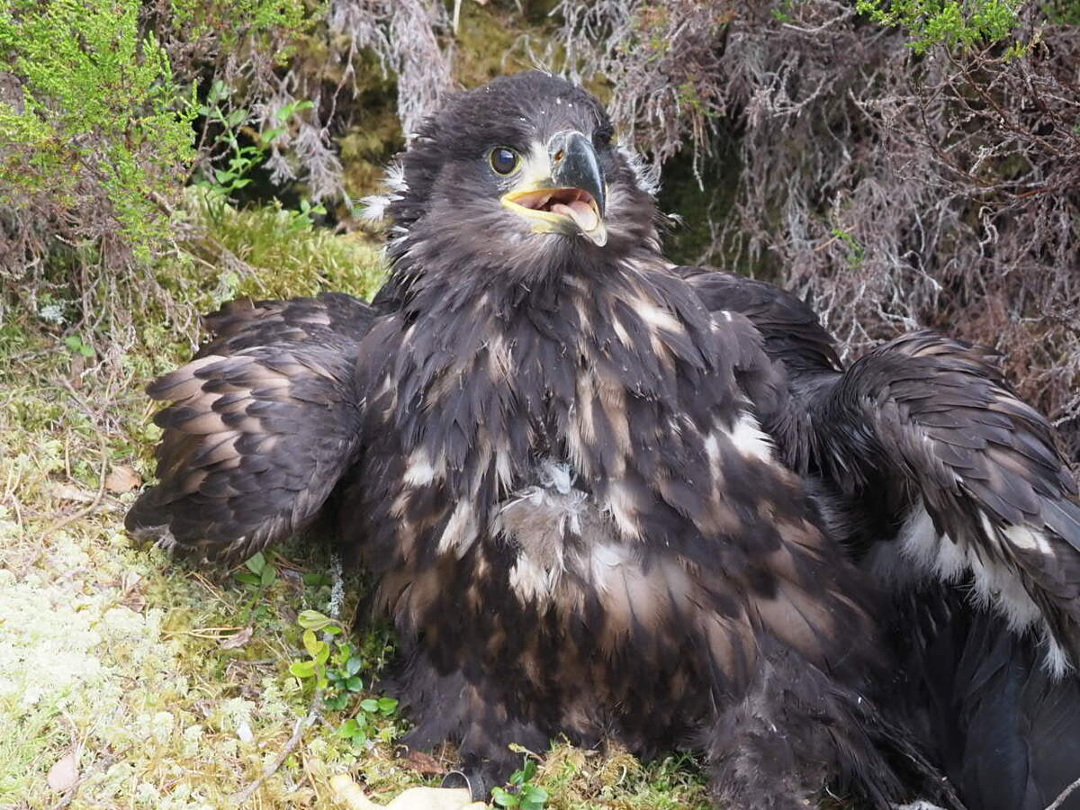 Wandering white-tailed eagle only spotted once
