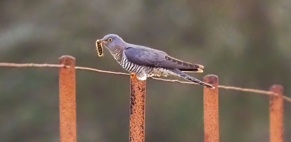 Migration season well under way after a very wet April