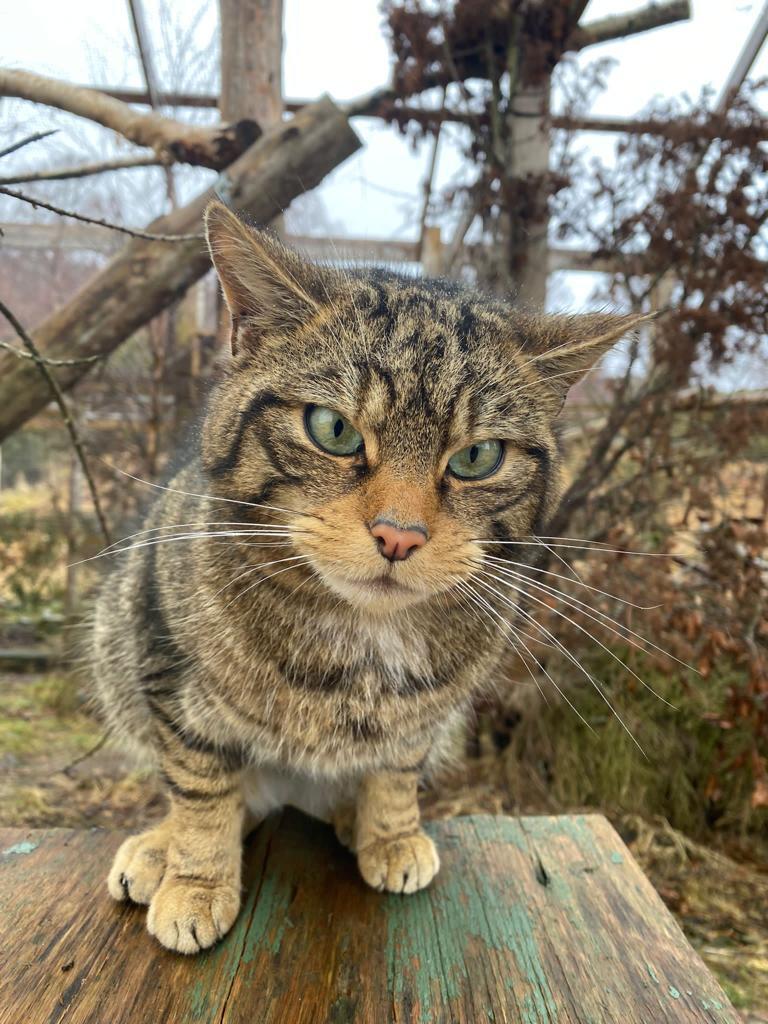 Scotland’s wildcats one step closer to release in Cairngorms